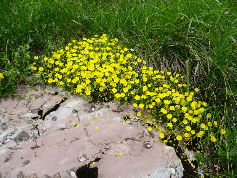 Helianthemum nummularium - Cistaceae